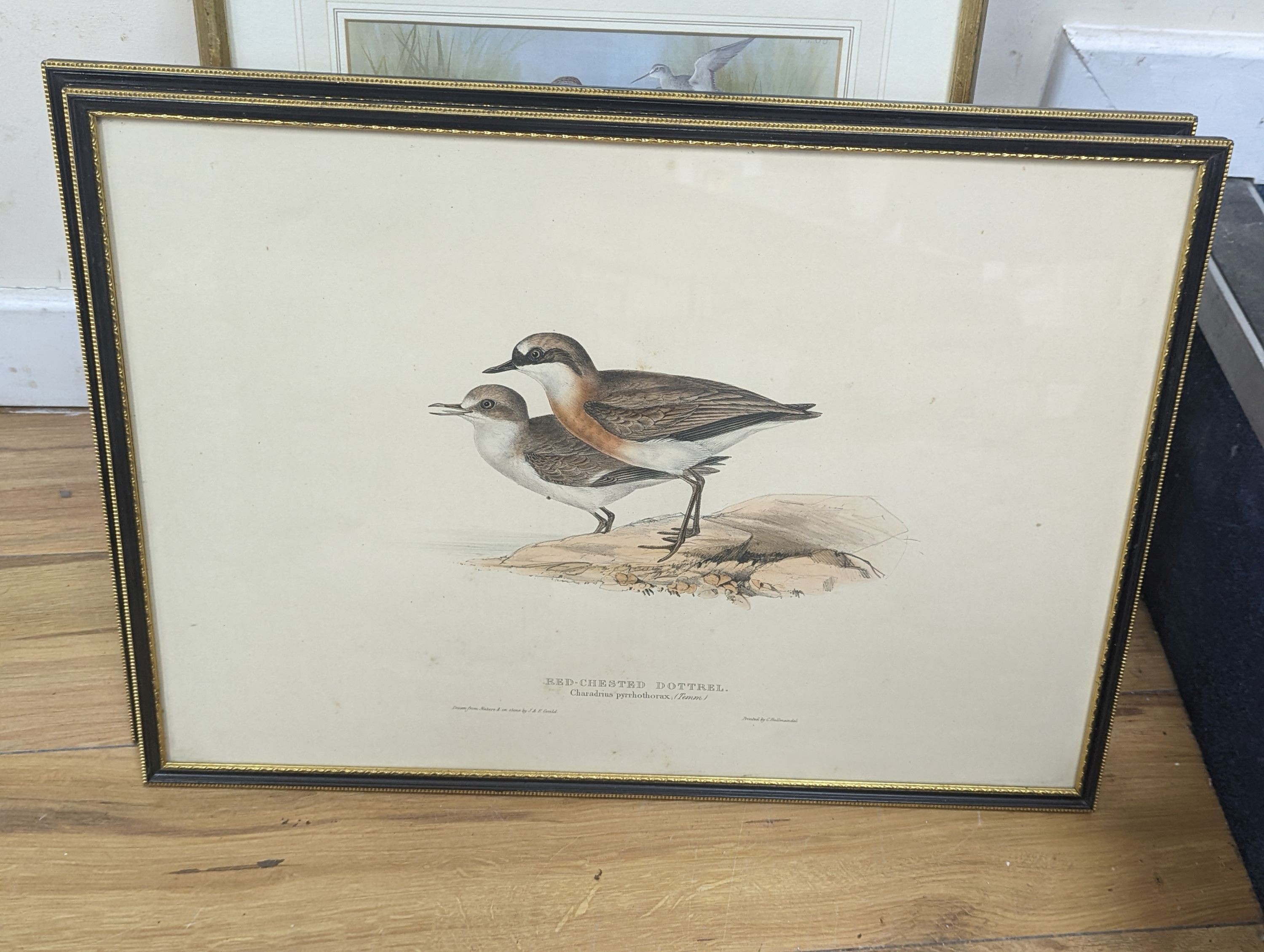 A group of assorted ornithological prints including three lithographs after Edward Lear, largest 52 x 36cm